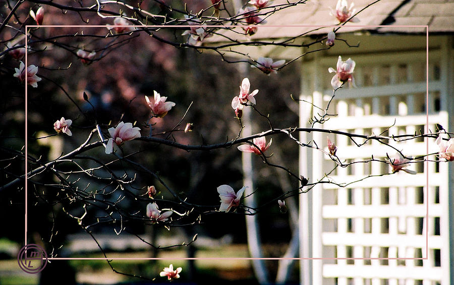 Pink Flowers at Gazebo Photograph by Helena M Langley