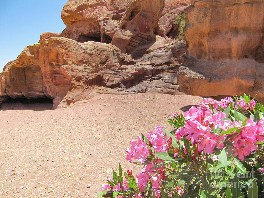 Pink Flowers at Petra Photograph by Donna L Munro