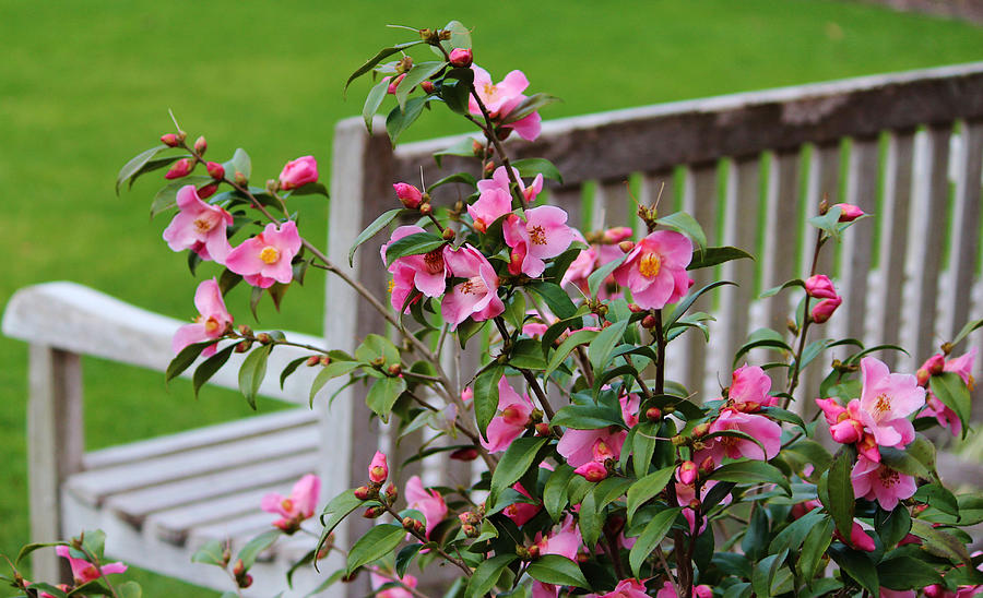 Pink Flowers By The Bench Photograph by Cynthia Guinn