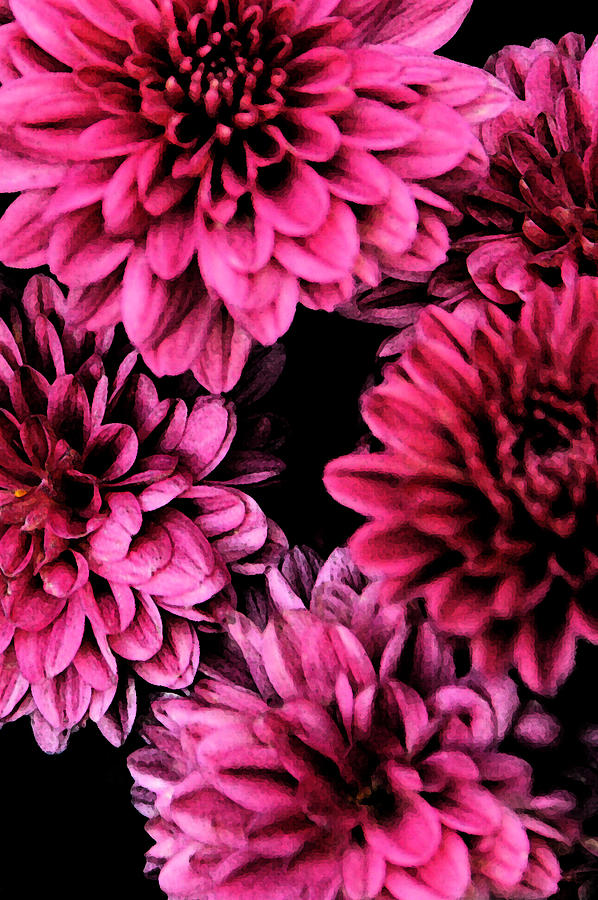 Pink Flowers  Photograph by Carol Eliassen