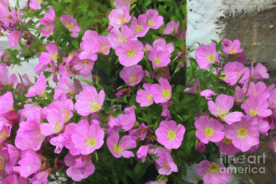 Pink Flowers Greece Photograph by Donna L Munro