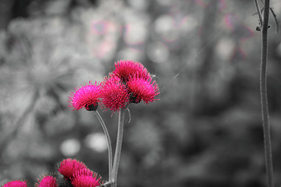 Pink Flowers Grey Day Photograph by Ross Henton
