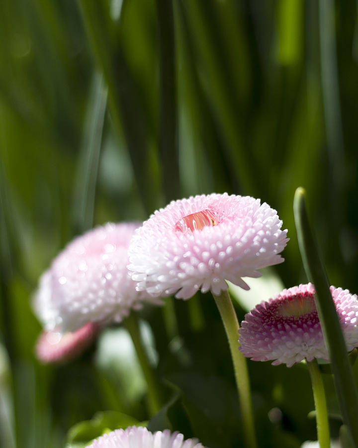 Pink flowers Photograph by Helga Novelli