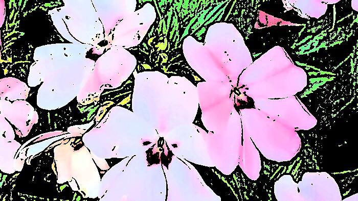 Pink Flowers In Belmar, New Jersey Digital Art