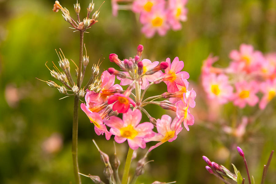 Pink flowers in Scotland Photograph by Kathleen McGinley