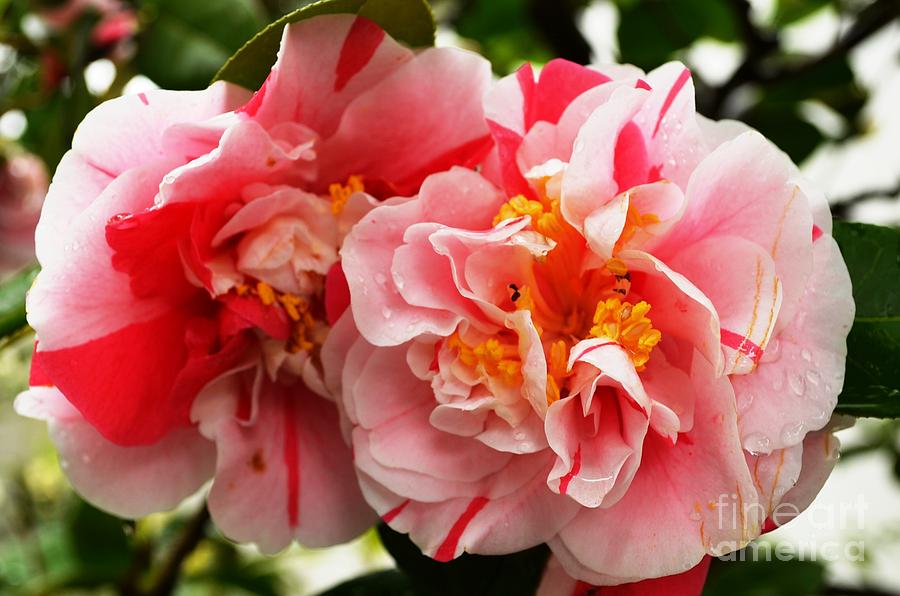 Pink Flowers Japan Spring holiday diaries  Photograph by Manjiri Kanvinde