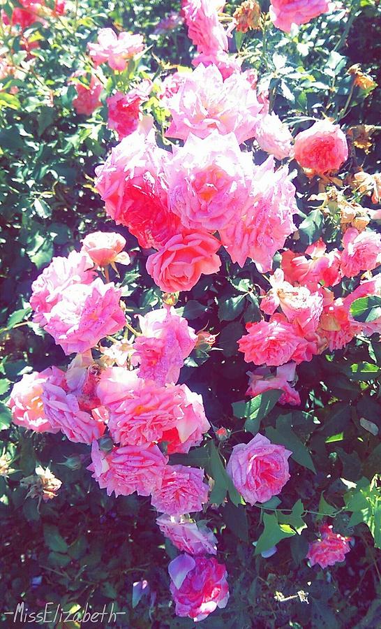 Pink Flowers Photograph by Miss Elizabeth Photography - Fine Art America