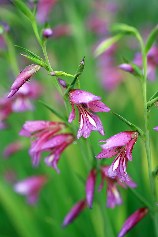 Pink flowers of Gladiolus Communis Photograph by Frank Tschakert
