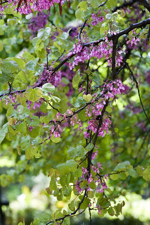 Pink Flowers Of The Love Tree Photograph