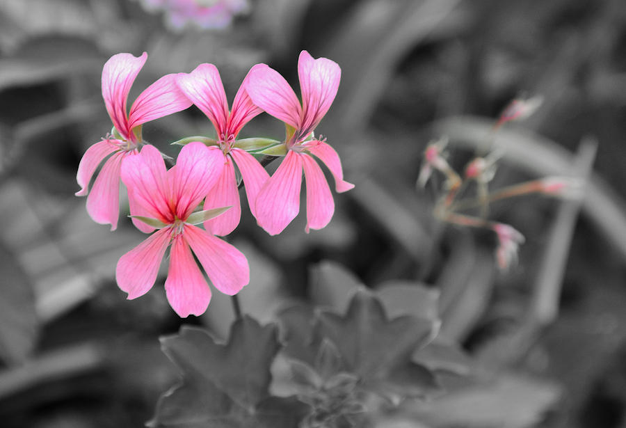 Pink Flowers on a Monochrome Background Photograph by Frank Mari