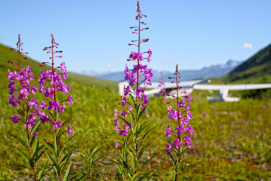 Pink flowers on grass landing strip in Alaska Photograph by Waterdancer 