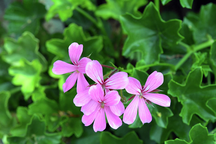 Pink flowers on green leaves background Photograph by Oana Unciuleanu