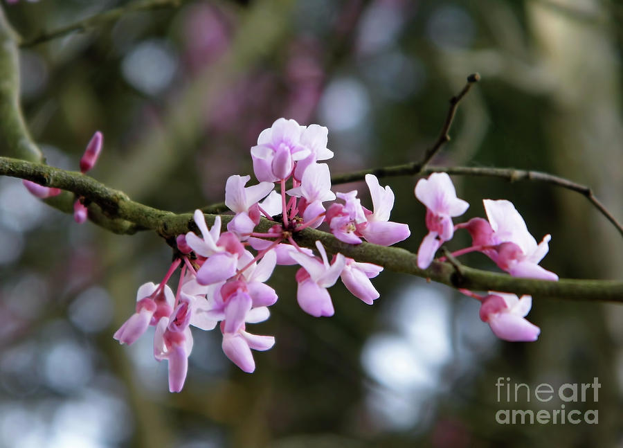 Pink Flowers On The Redbud Tree Photograph by D Hackett