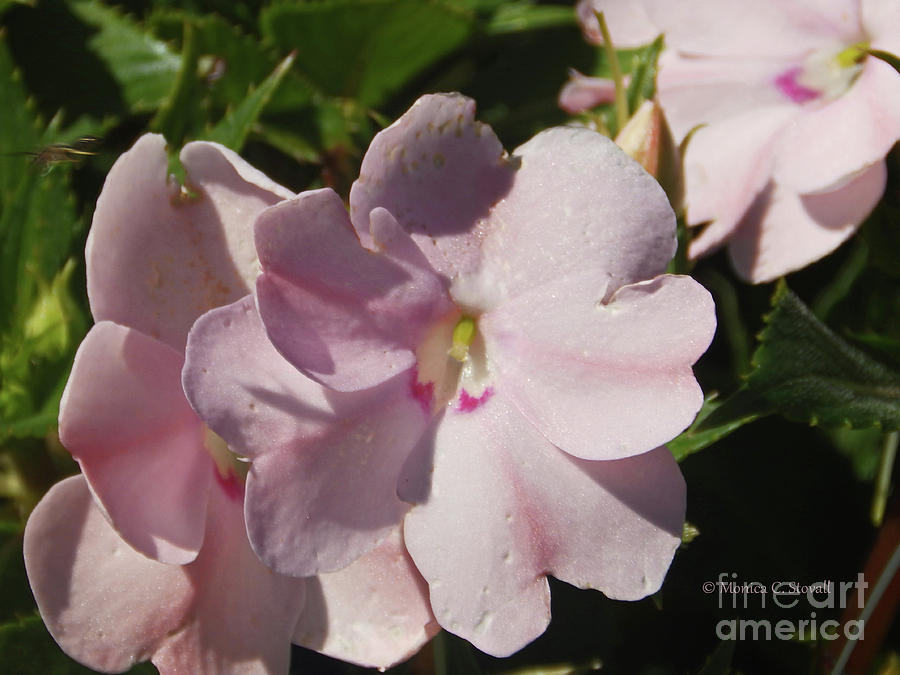 Pink Flowers P79 Photograph by Monica C Stovall