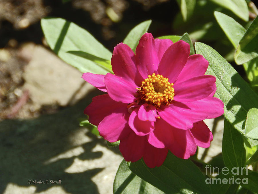 Pink Flowers P81 Photograph by Monica C Stovall