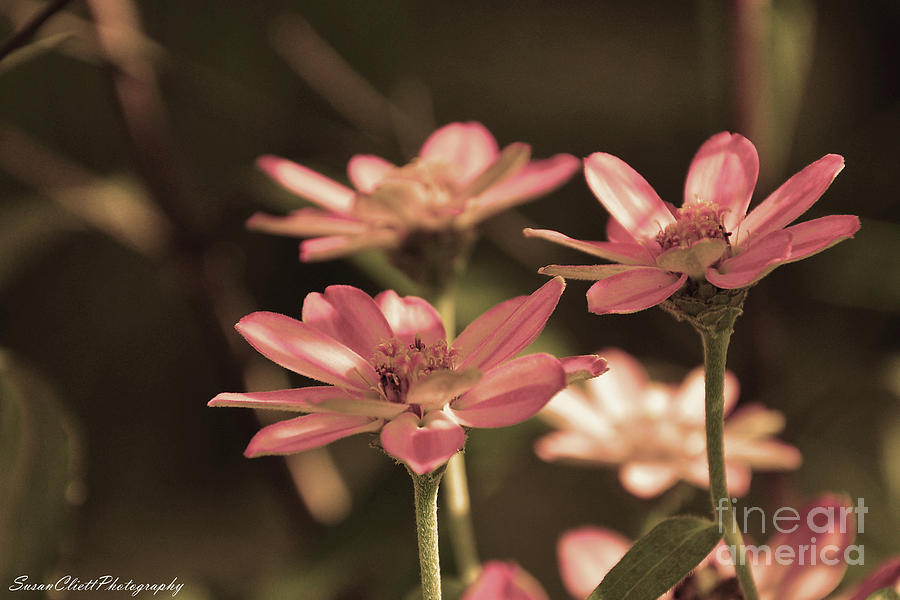 Pink Flowers Photograph by Susan Cliett