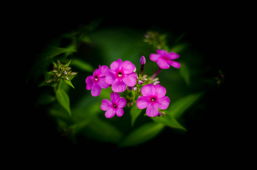 Pink flowers Vignette Photograph by Bruce Pritchett