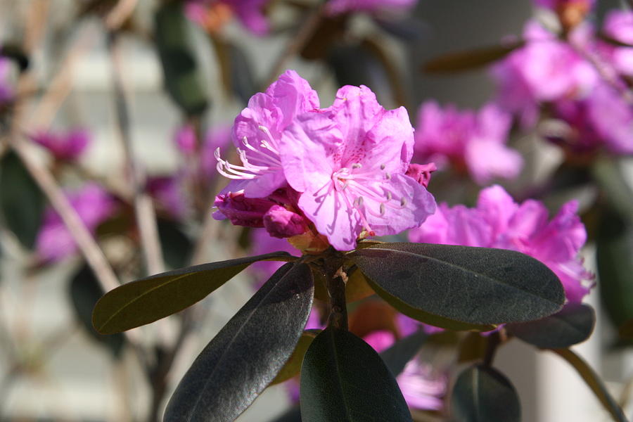 Pink Flowers Photograph By Wendy Munandi - Fine Art America