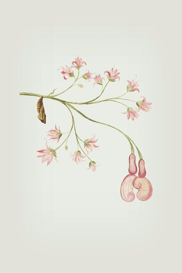 Pink Flowers With Caterpillar by Cornelis Markee 1763 Mixed Media by Movie Poster Prints