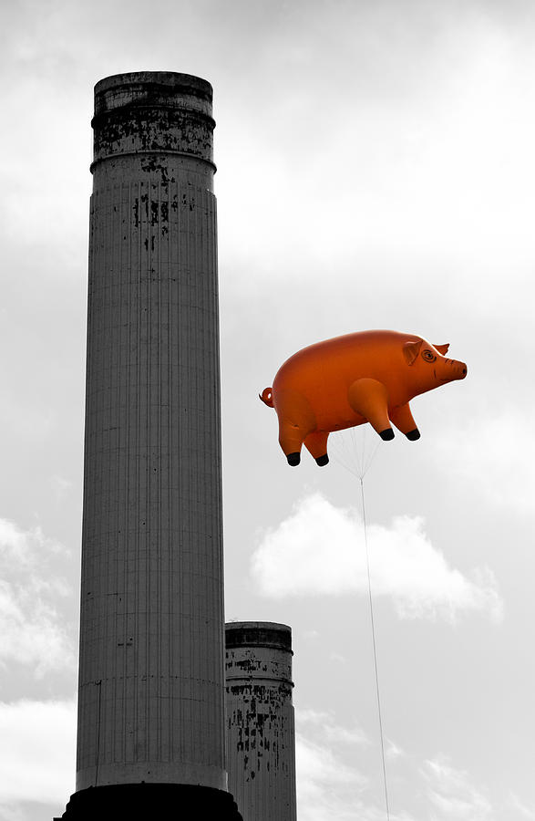 Pink Floyd Photograph - Pink Floyds Pig by Dawn OConnor