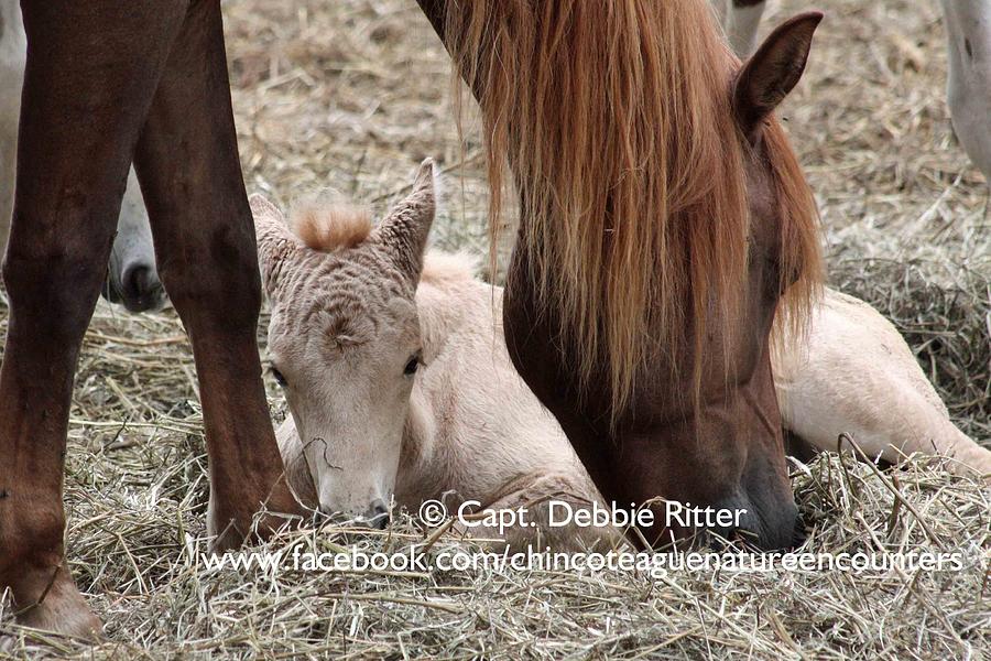 Pink Foal Photograph by Captain Debbie Ritter Pink Foal Photograph by Captain Debbie Ritter