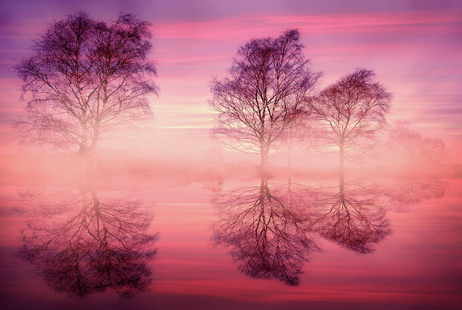 Pink Fog Photograph by Svetlana Sewell