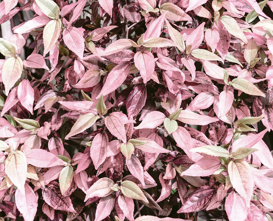 Pink Foliage Photograph by Andrea Anderegg