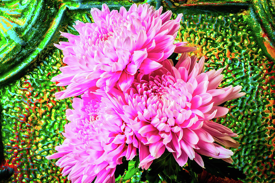 Pink Football Mums Photograph by Garry Gay