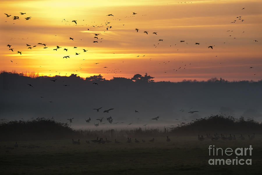 Geese Photograph - Pink footed geese at Holkham Norfolk UK by John Edwards