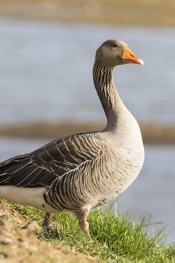 Pink footed Goose Photograph by Chris Smith