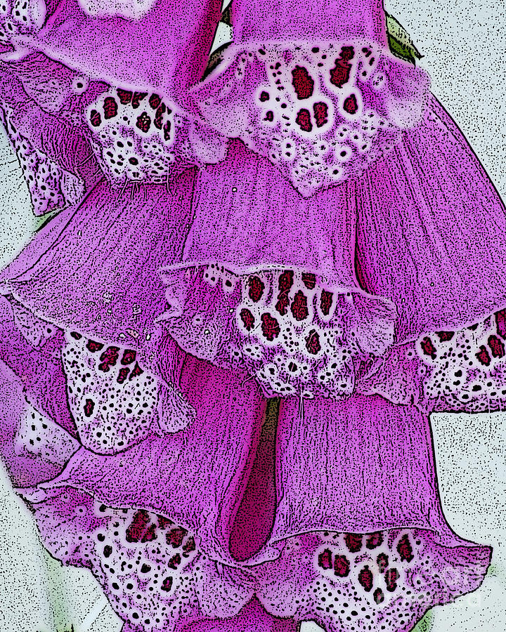 Pink  Foxglove Photograph by Diane E Berry