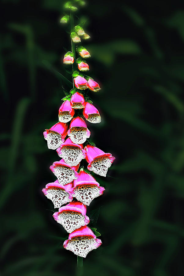 Pink Foxglove Photograph by John Christopher