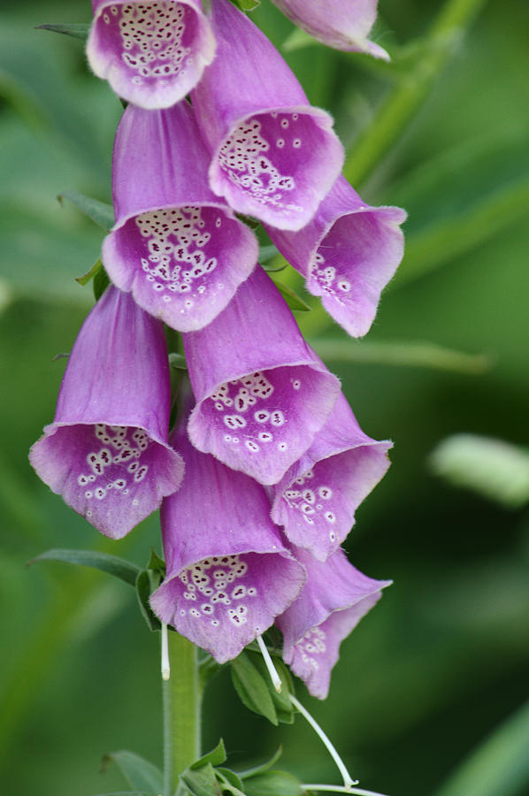 Pink Foxgloves Photograph by Adrian Wale