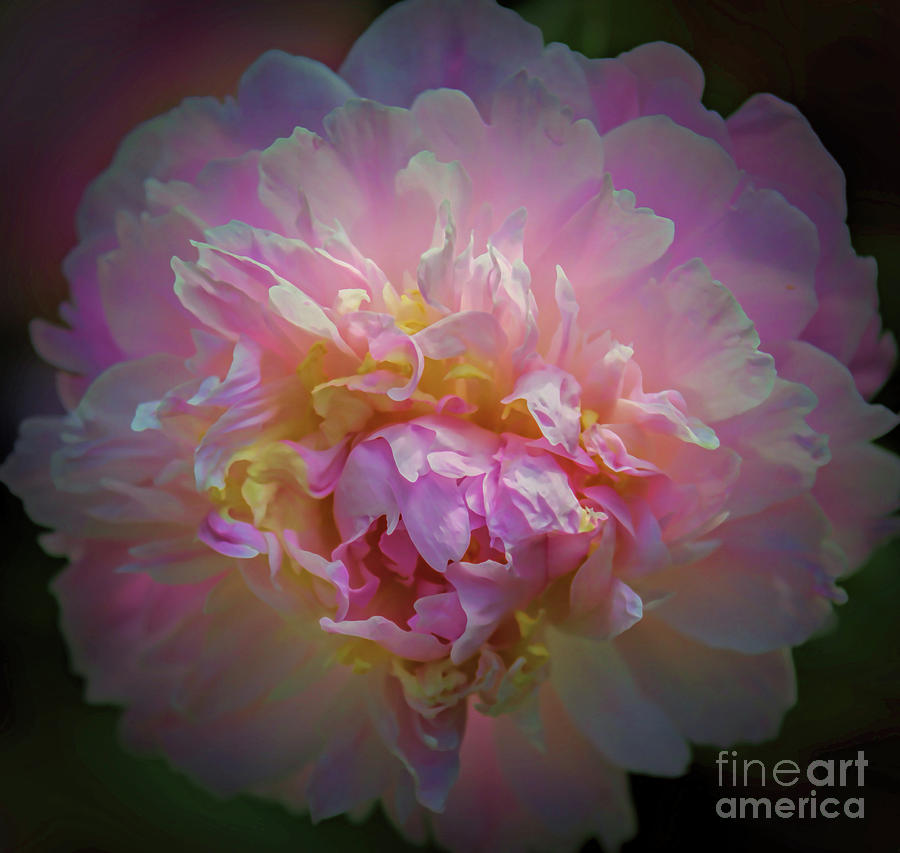 Garden Photograph - Pink Fragrance by Elizabeth Winter