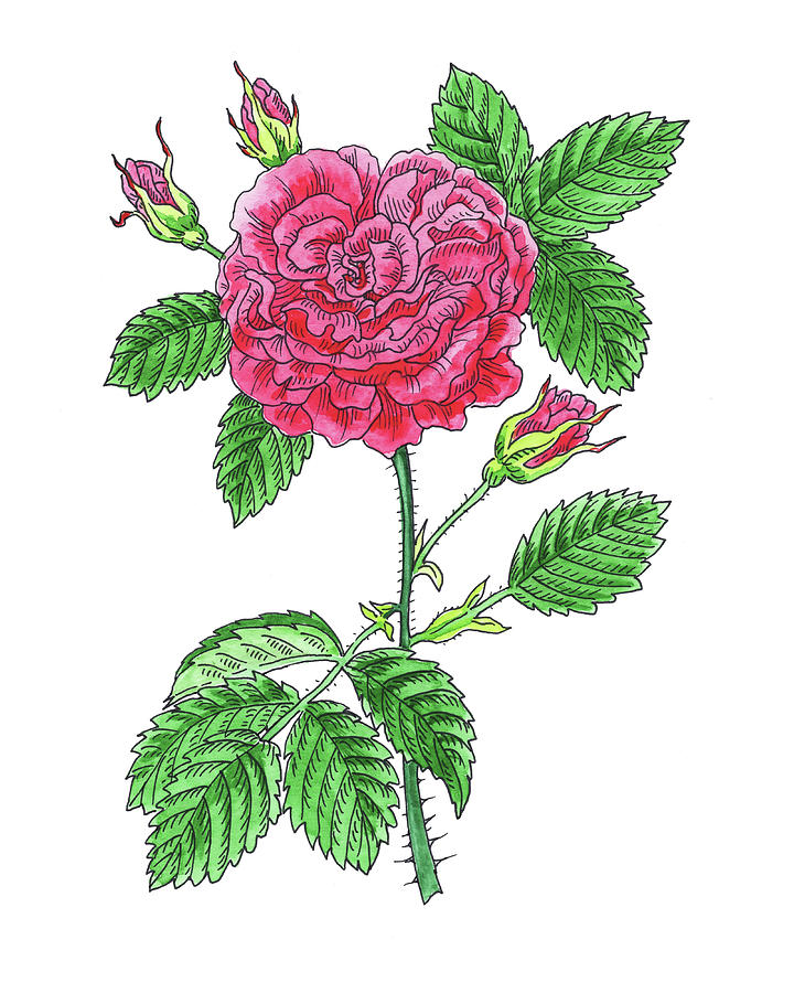 Pink French Rose Flower Watercolor  Painting by Irina Sztukowski