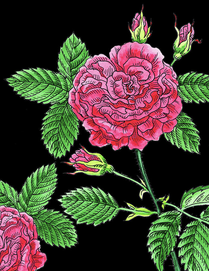 Pink French Rose Watercolour  Painting by Irina Sztukowski