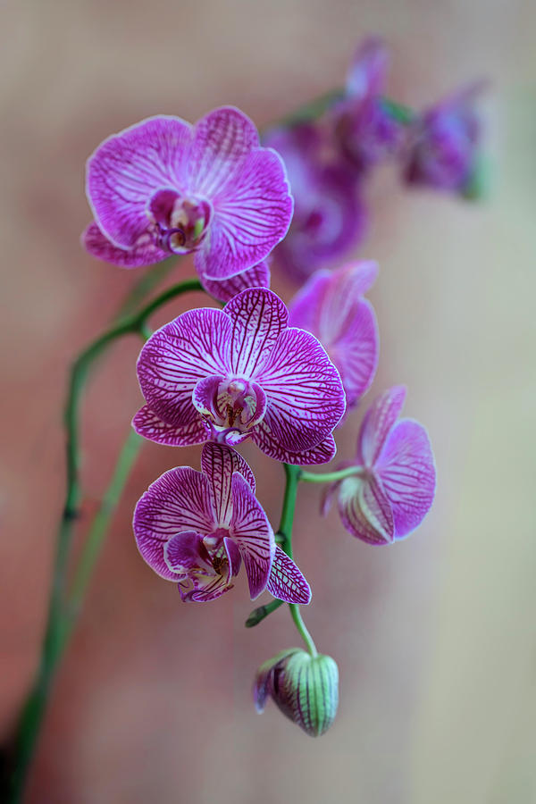 Pink fresh orchids Photograph by Jaroslaw Blaminsky