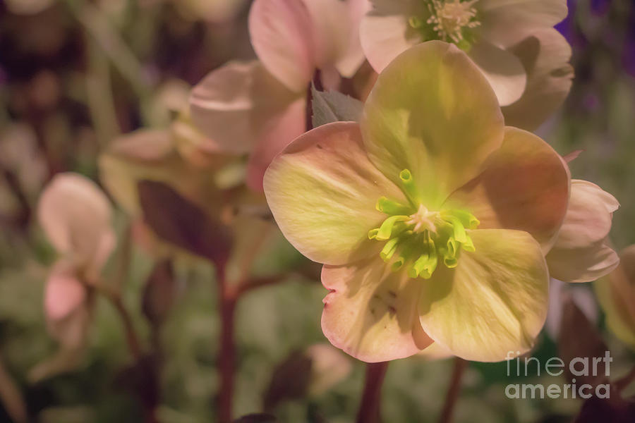 Pink Frost Hellebore Photograph by Elizabeth Dow