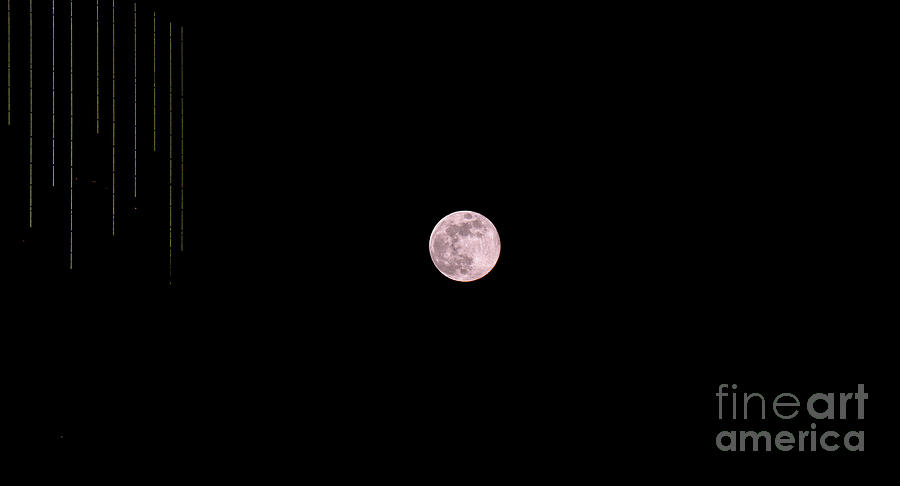 Pink Full Moon in April Photograph by Charline Xia