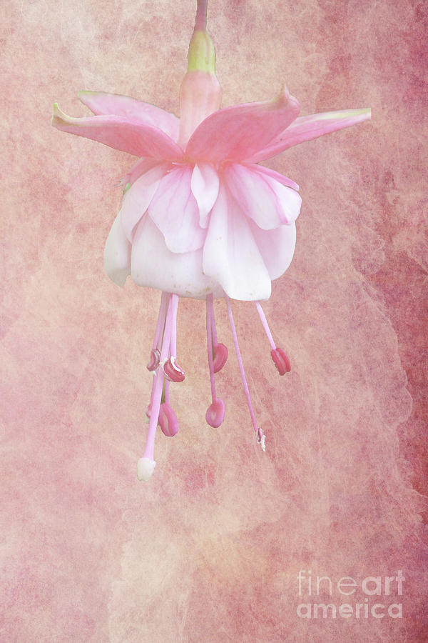 Pink Fuschia Photograph by Lynn Bolt