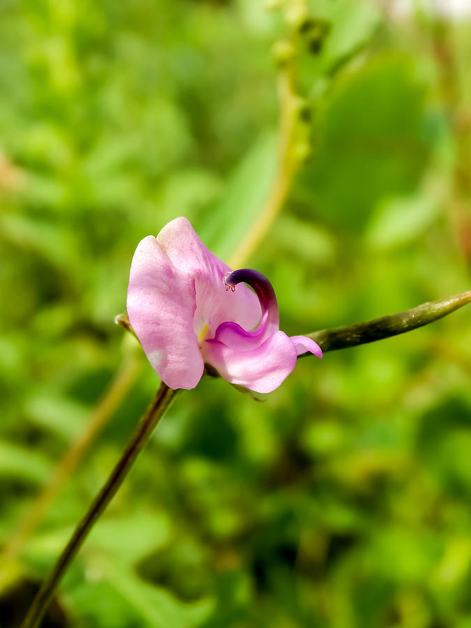 Pink Fuzzy Bean Vine Wildflower Photograph By Cynthia Woods Fine Art   Pink Fuzzy Bean Vine Wildflower Cynthia Woods 