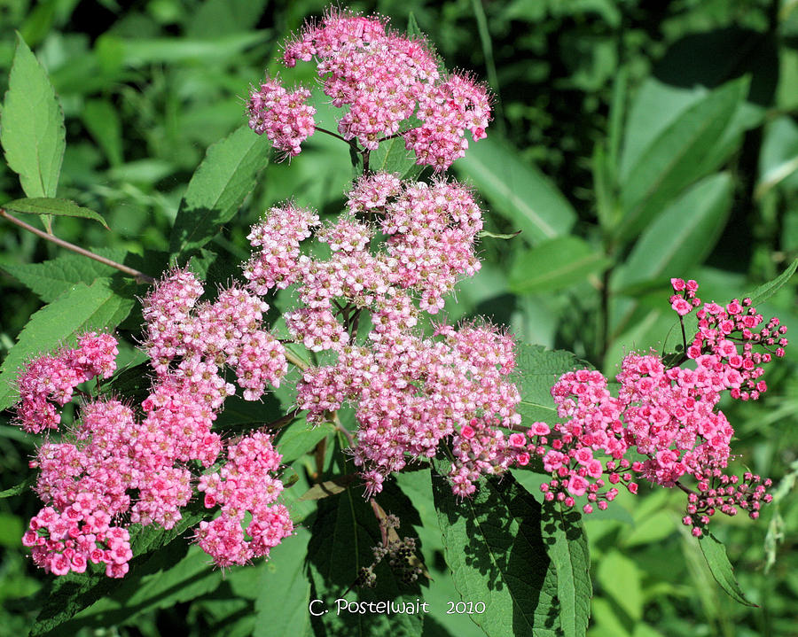 light pink fluffy flowers