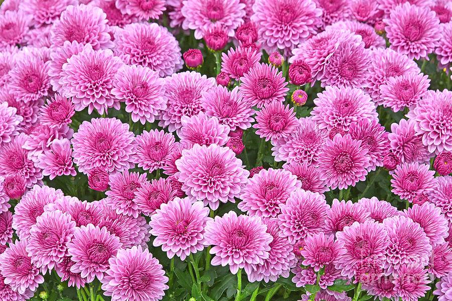 Pink Garden Chrysanthemums Photograph By Regina Geoghan Fine Art America