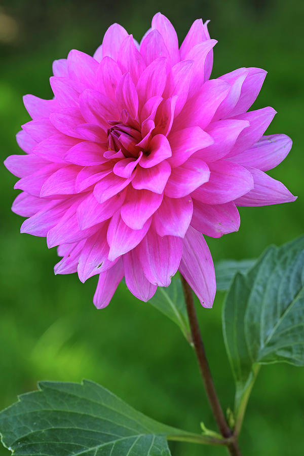 Nature Photograph - Pink Garden Flower by Juergen Roth