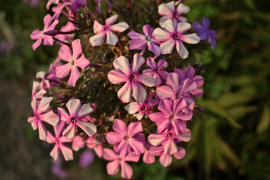 Pink Garden Phlox - flowers photography Photograph by Ann Powell