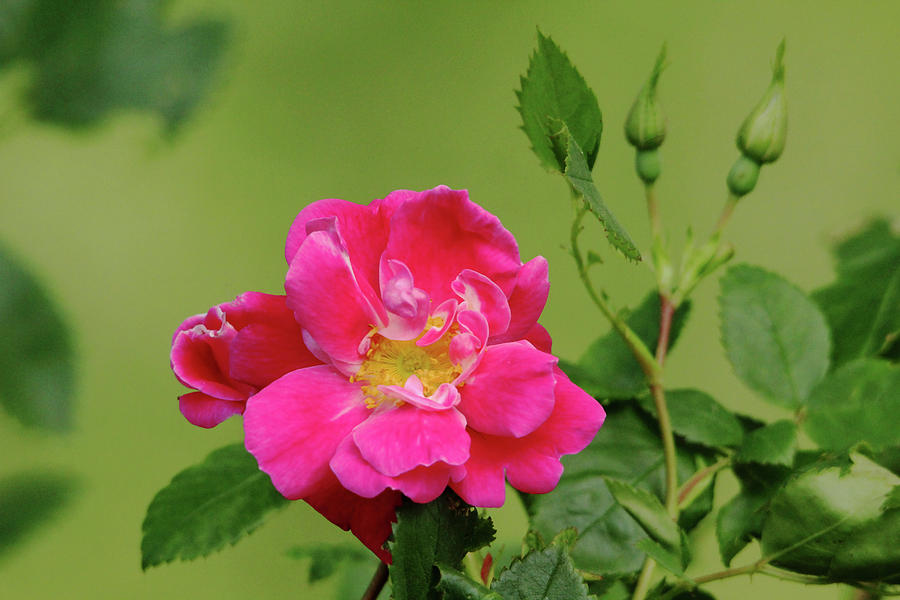 Pink Garden Rose Photograph by Debbie Oppermann