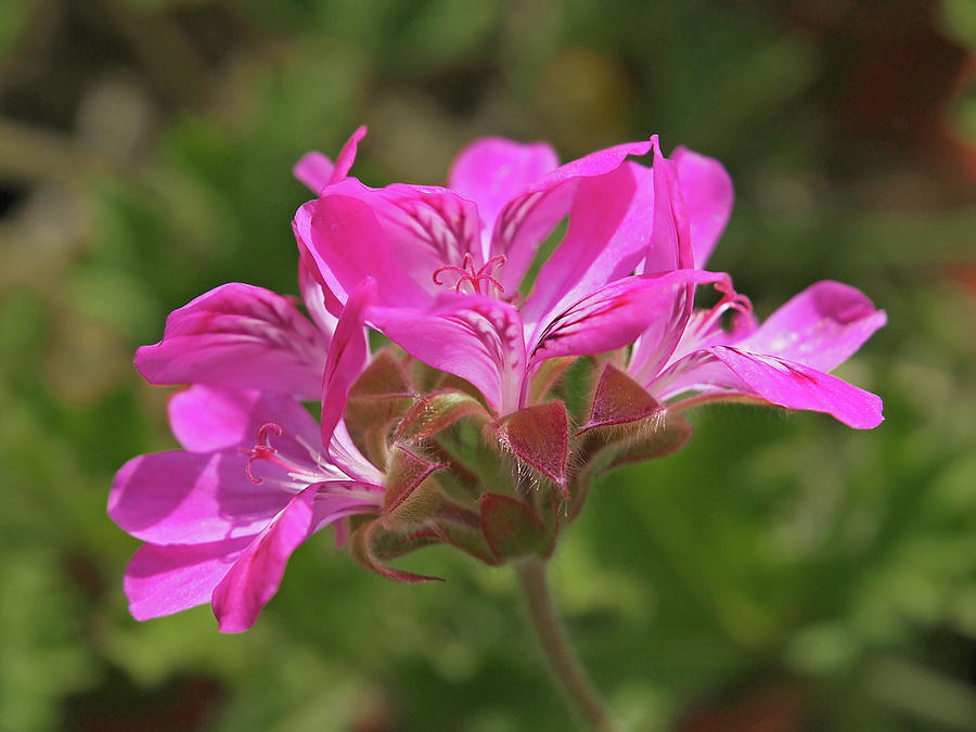 Pink Geranium Photograph by Gill Billington