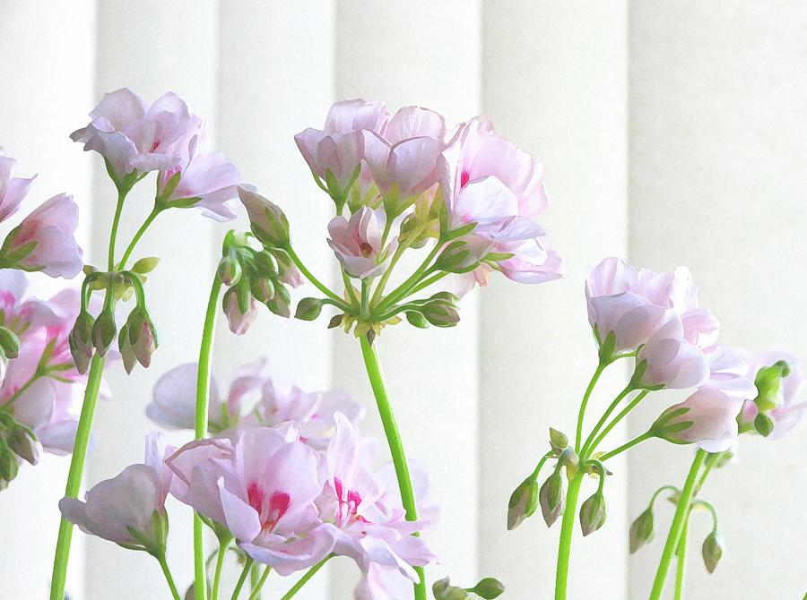 Flowers Still Life Photograph - Pink Geranium by Jim  Darnall
