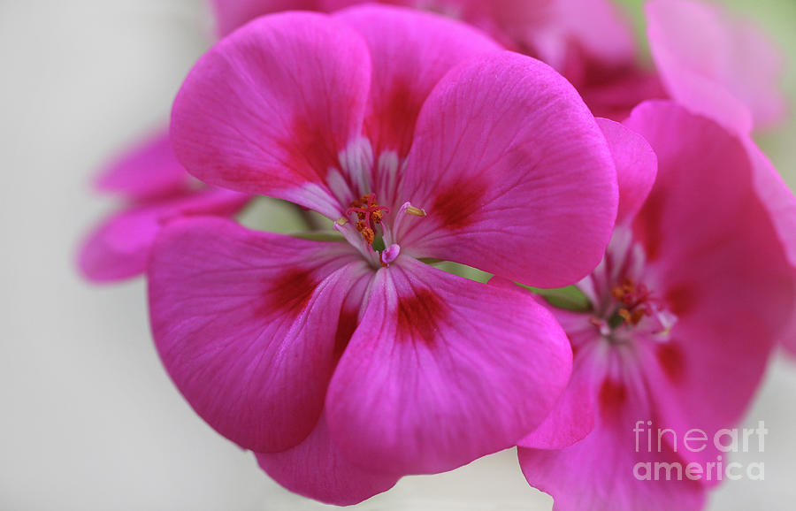 Pink Geranium Photograph by Karen Adams