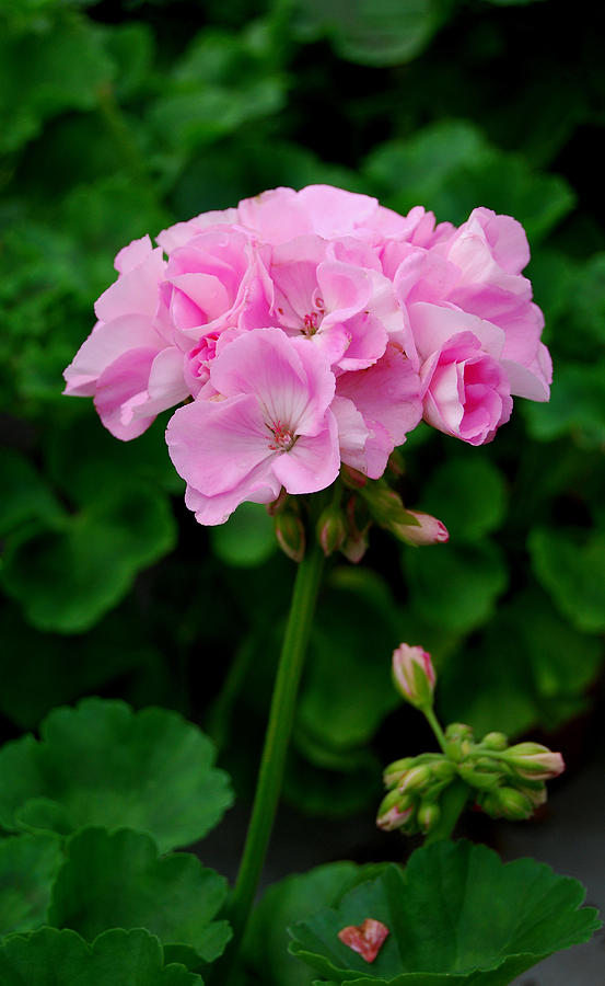 Nature Photograph - Pink Geranium by Marilynne Bull